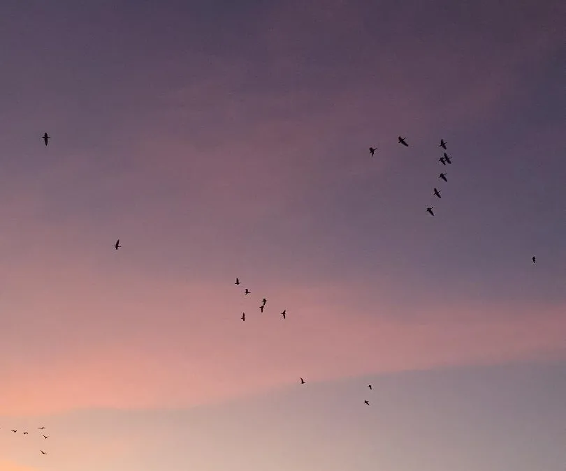 Ganzen boven Nationaal Park De Alde Feanen bij zonsondergang